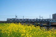 鶴見川の菜の花と東急5000系電車