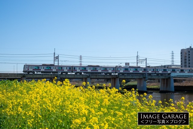 鶴見川の菜の花と東急5000系電車のフリー写真素材（無料）