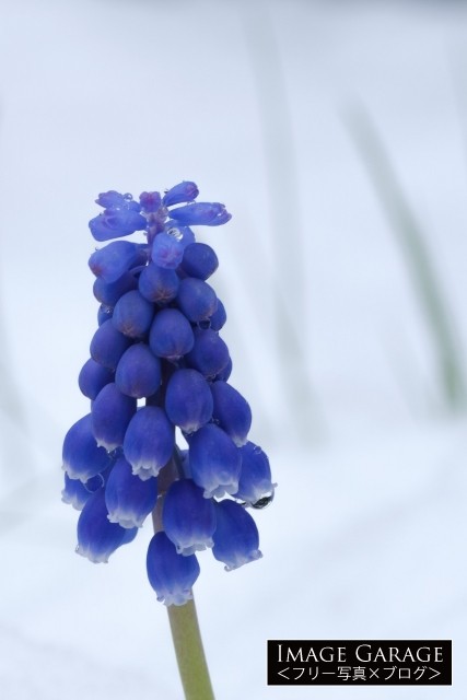 雪の中に咲くムスカリの花のフリー画像（無料写真素材）