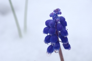 雪の中で咲くムスカリの花