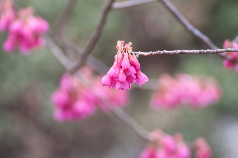 寒緋桜（カンヒザクラ）のフリー写真素材