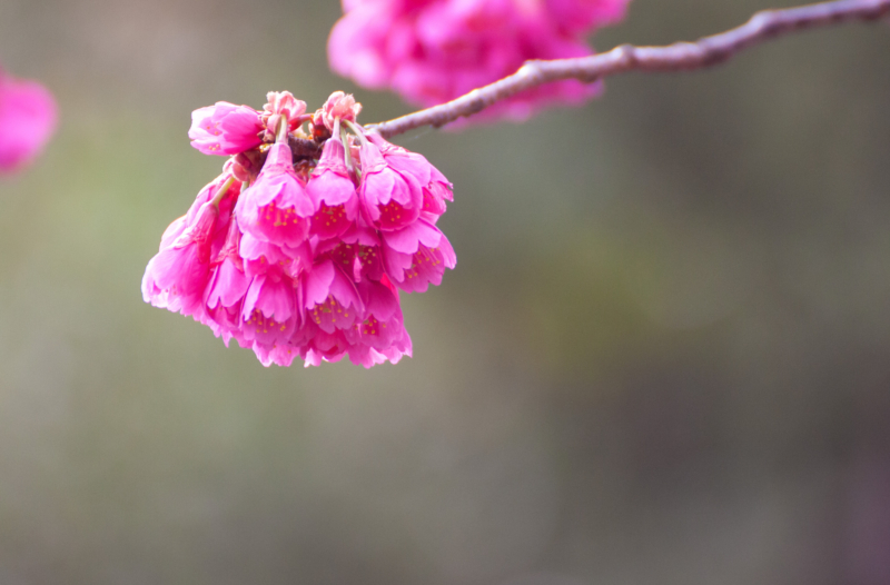 寒緋桜（カンヒザクラ）のフリー写真素材