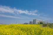 菜の花と神奈川県立港北高校