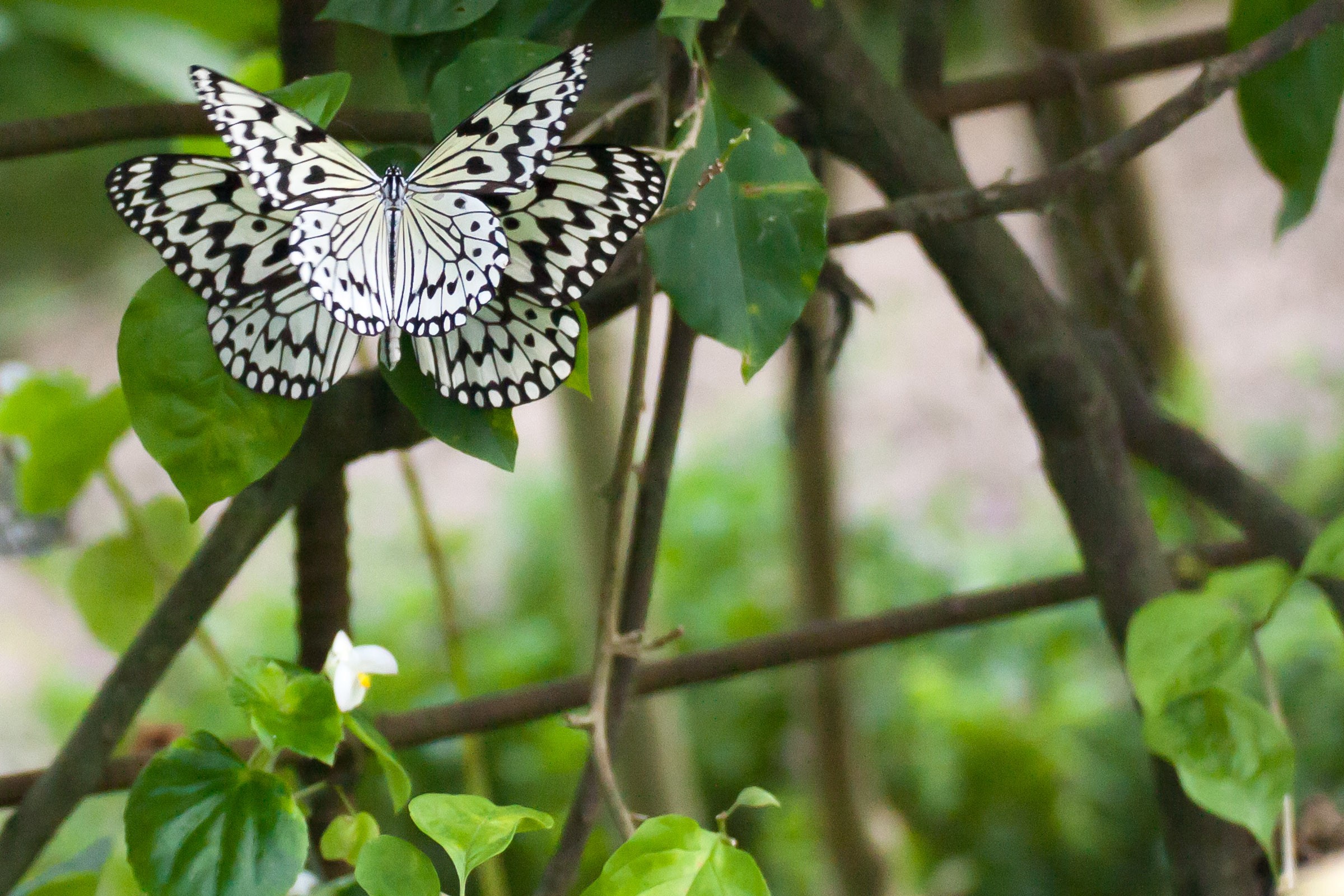 日本最大級の蝶 オオゴマダラ フリー写真素材 イメージガレージ