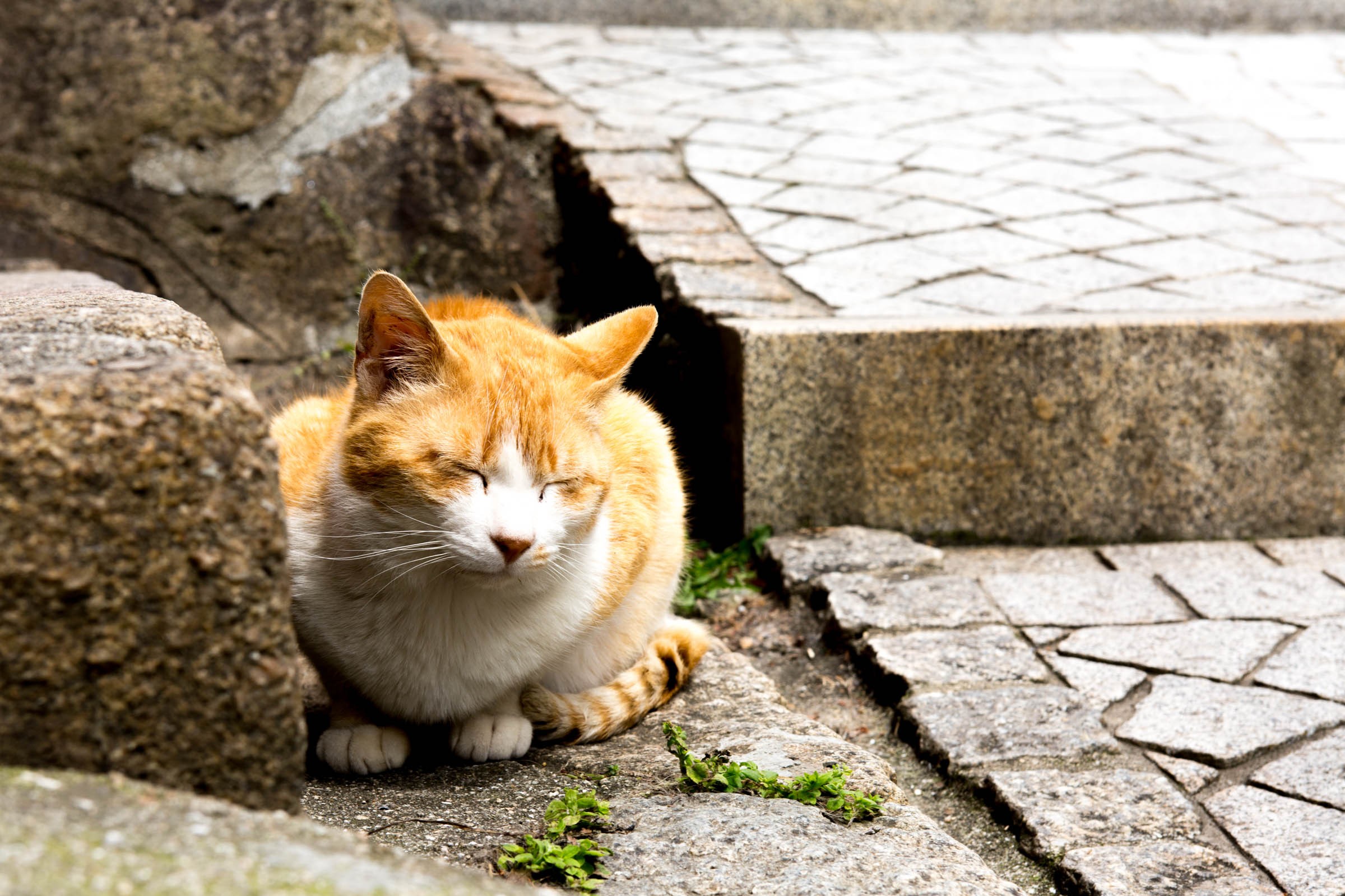 尾道 猫好きにはたまらない坂の町 フリー写真有