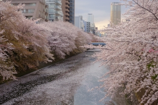 目黒川・桜の花筏