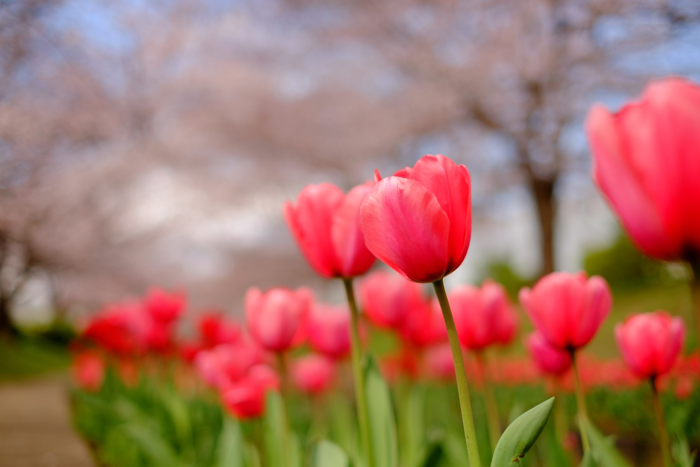 チューリップ 花 言葉 チューリップの花言葉は 花の色や本数別の意味をご紹介
