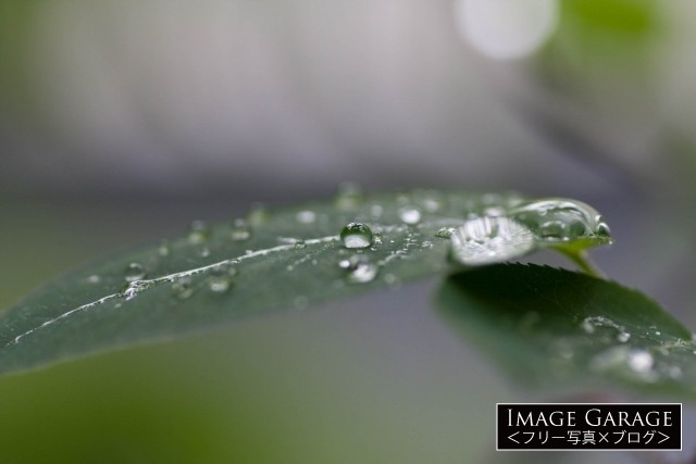 雨上がりの葉っぱの滴のフリー写真素材