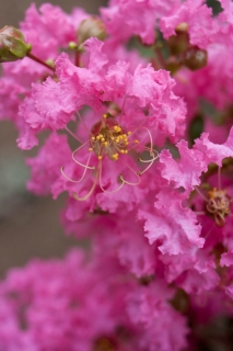 ピンク色のサルスベリの花