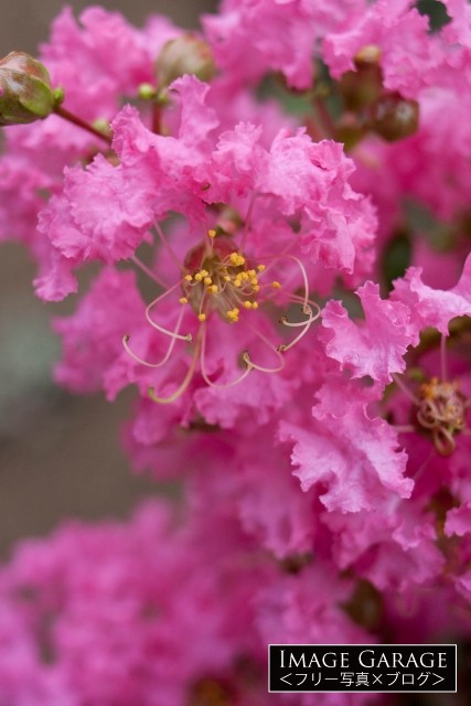ピンク色のサルスベリの花のフリー写真素材