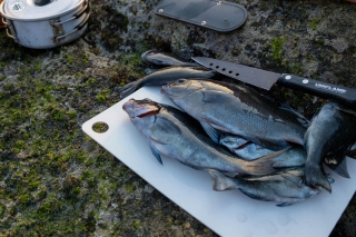 釣った魚（メジナ）をキャンプで調理