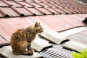 屋根の上にいる尾道の猫