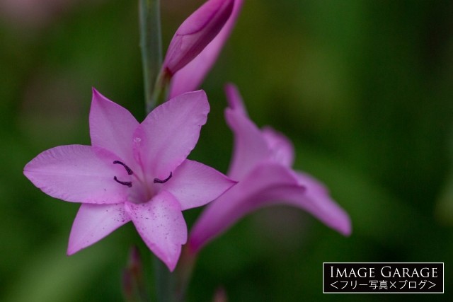 ピンク色の花を咲かせたワトソニア のフリー写真素材（無料）