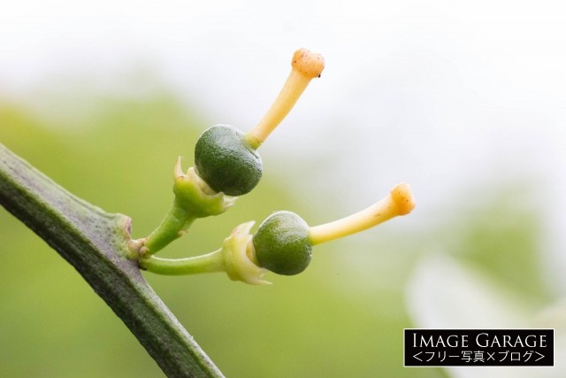 小さなみかんの実 豊作と不作を繰り返す果樹 ブログ フリー画像 イメージガレージ
