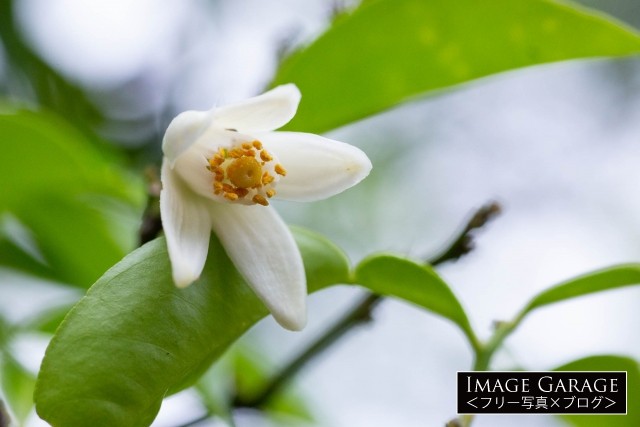 白くて可愛らしい柚子の花のフリー写真素材