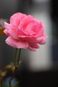 ピンク色の一輪のバラ