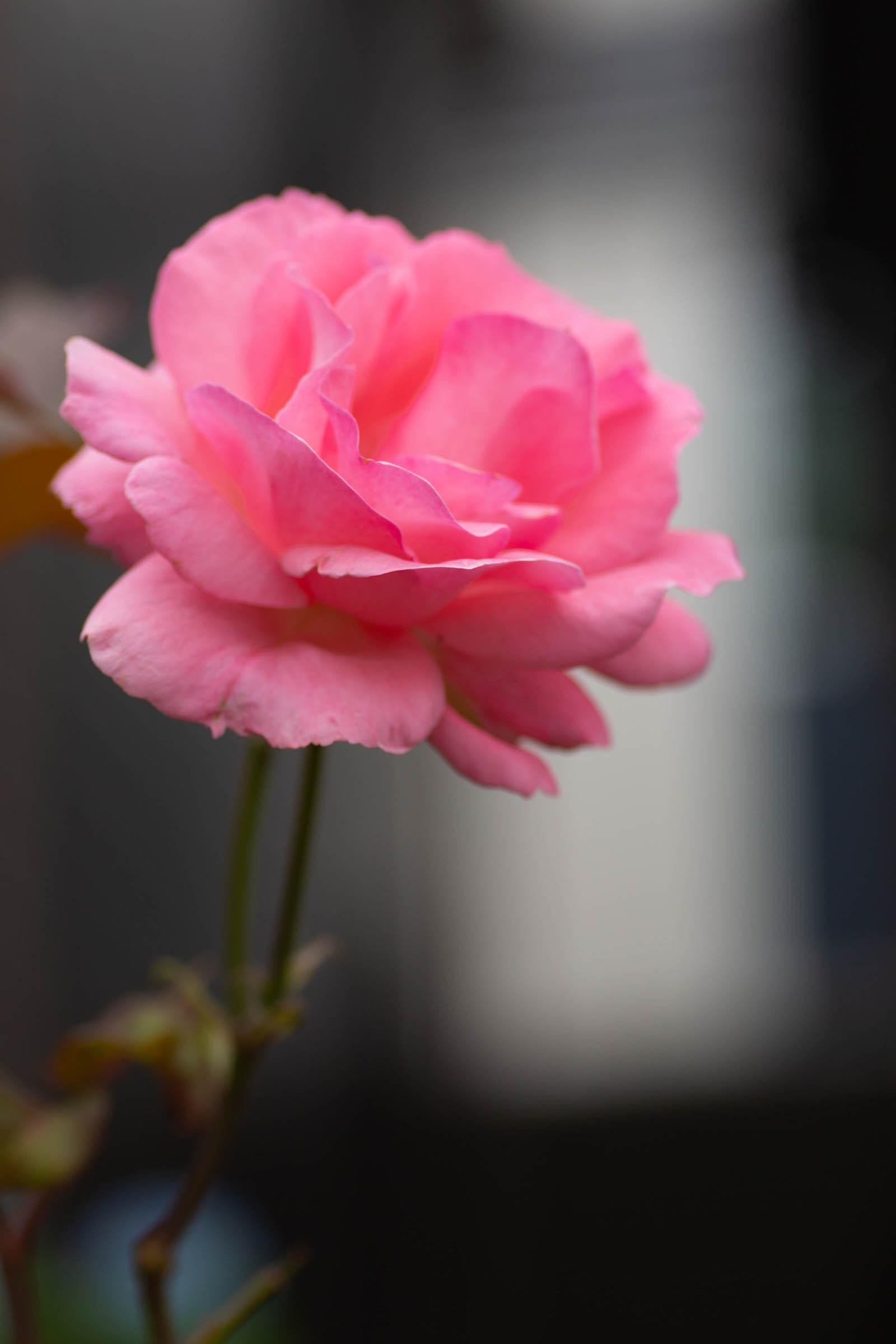 本数によって変わるバラの花言葉 フリー写真有 イメージガレージ