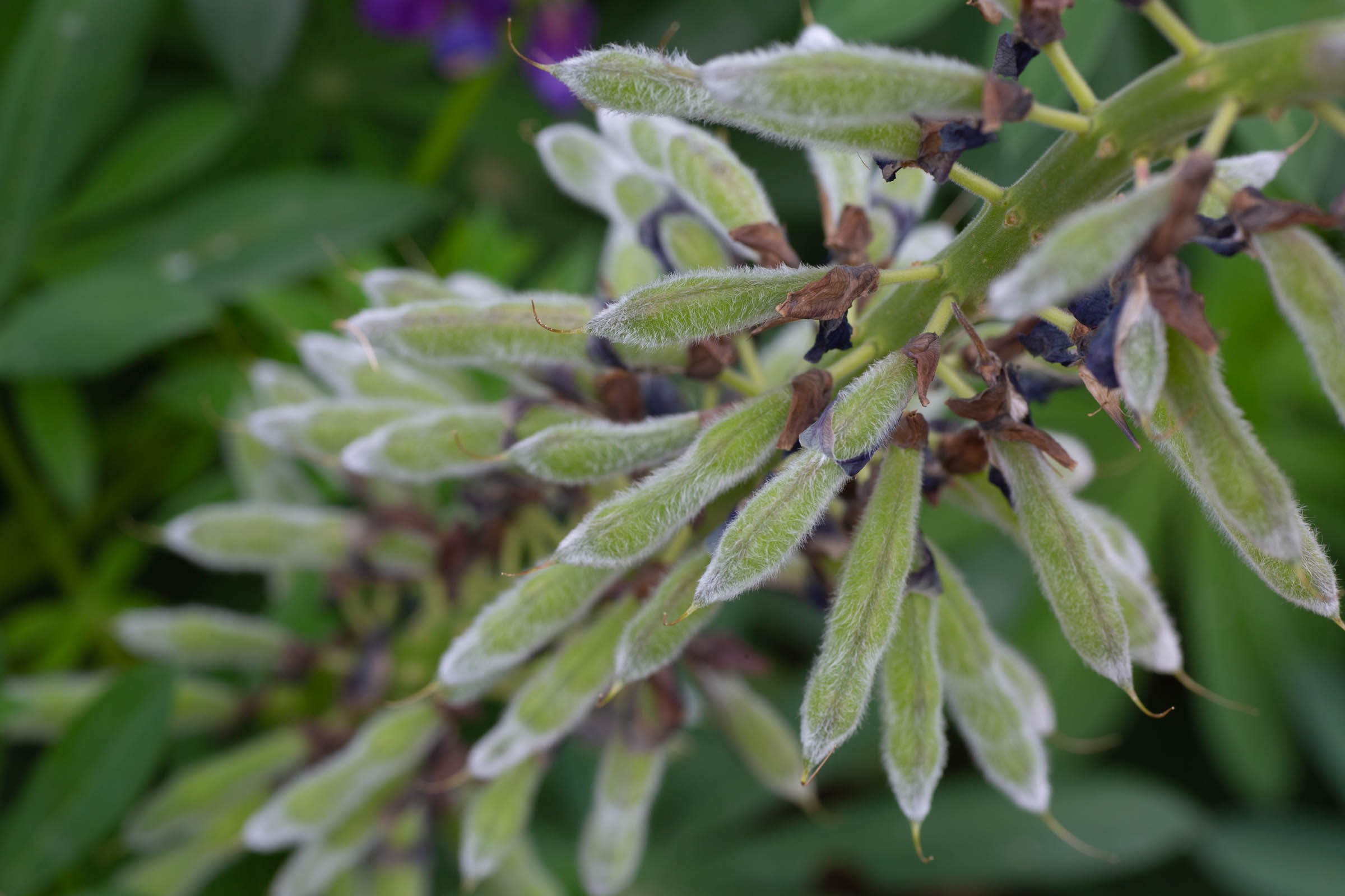 ルピナス 枝豆のような実をつける花 フリー写真有 イメージガレージ
