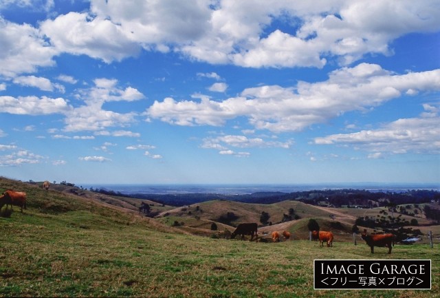オーストラリア・クイーンズランド州の牧場の牛のフリー写真素材