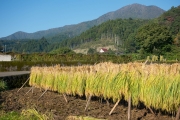 道志村の稲の天日干し（はさがけ）