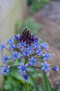 濃青の花を咲かせるオオツルボ