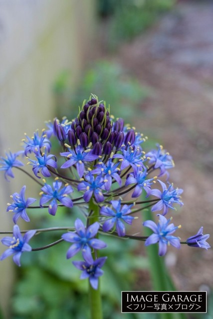 濃青の花を咲かせるオオツルボ（シラー・ペルビアナ）のフリー写真素材（無料）