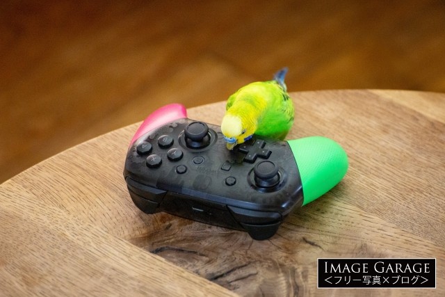 プロコン（ゲームコントローラー）で遊ぶ黄緑色のセキセイインコのフリー素材写真（無料）