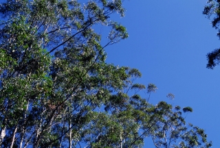 オーストラリアのユーカリの木