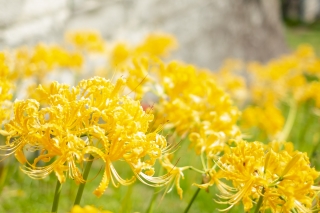 西方寺に咲く黄色い彼岸花 リコリス・オーレア