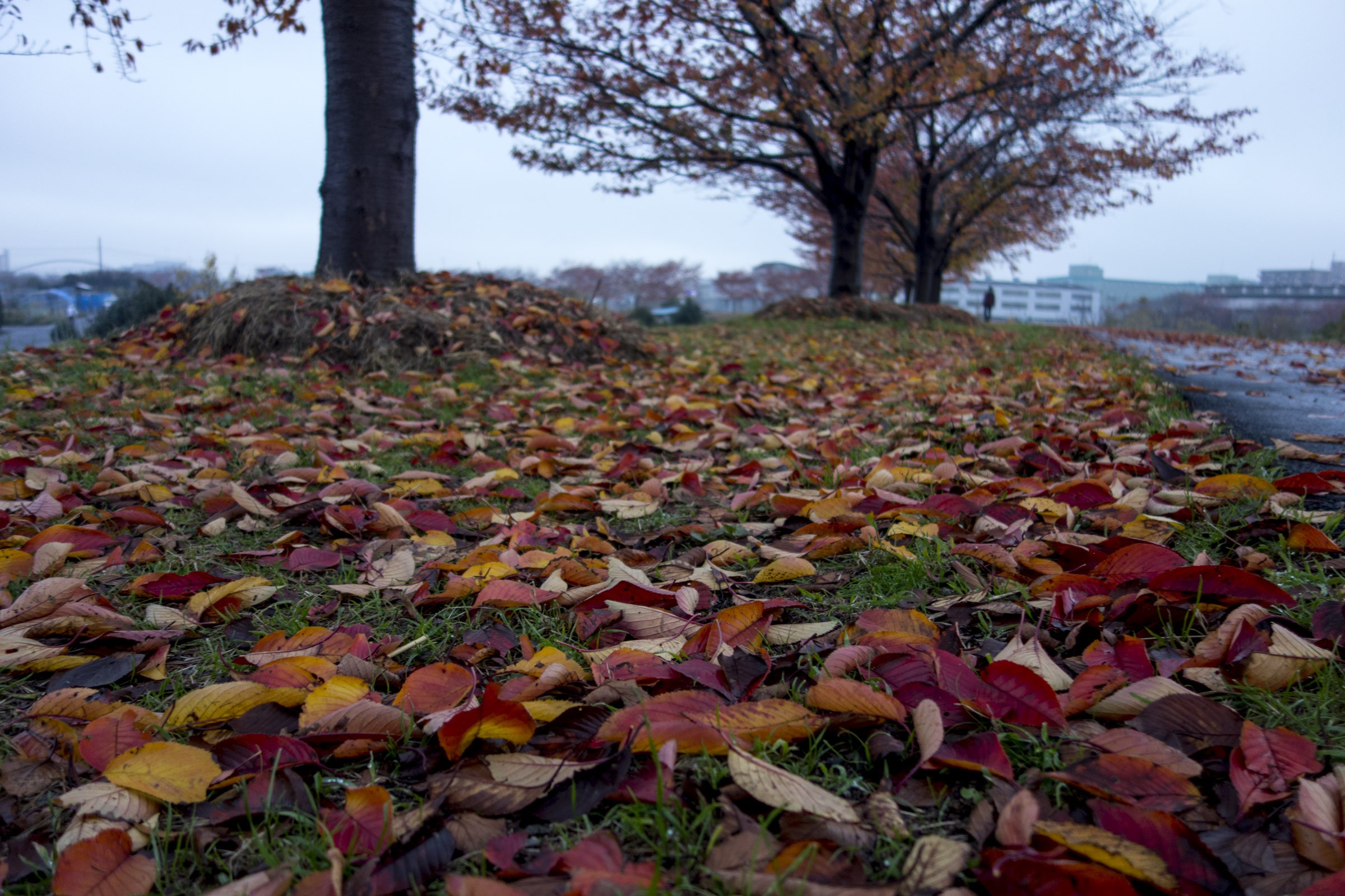 落ち葉 広葉樹が冬に葉を落とすのは何故 フリー写真有 イメージガレージ