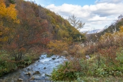 チャツボミゴケ公園・渓流の紅葉風景