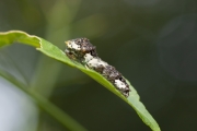 アゲハチョウ（ナミアゲハ）の若齢幼虫