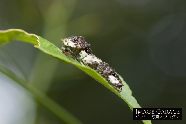アゲハチョウ（ナミアゲハ）の若齢幼虫のフリー写真素材（無料）