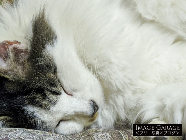 座布団の上で眠る猫のフリー写真素材（無料）