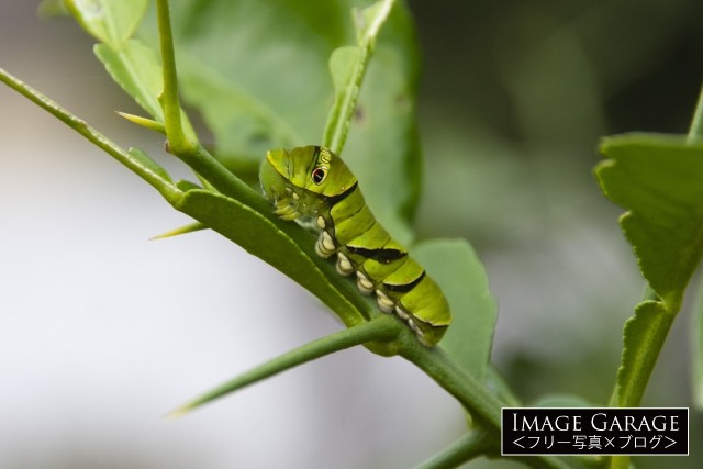 ナミアゲハの5齢幼虫のフリー写真素材（無料）