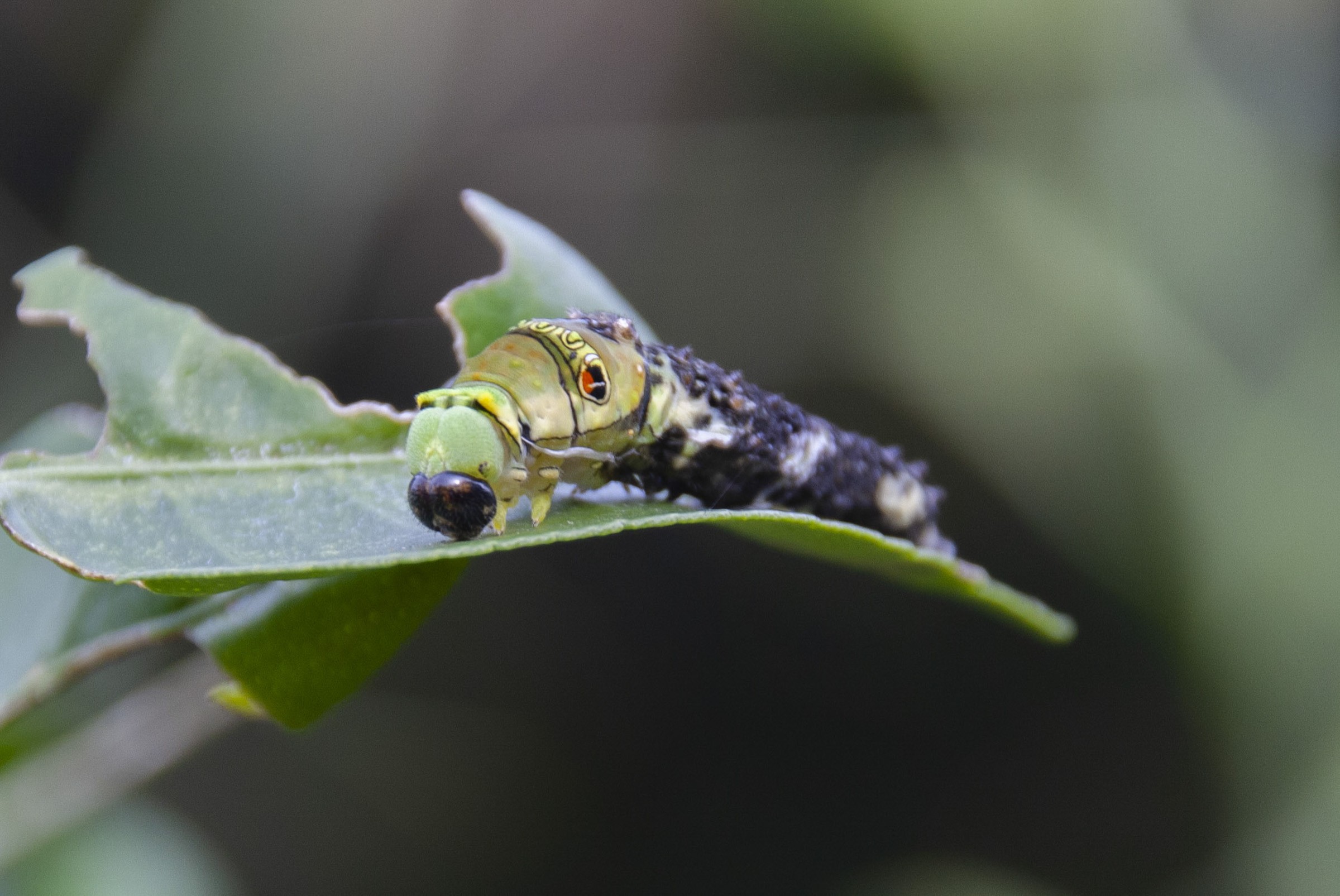 ナミアゲハの脱皮シーン 黒の4齢から緑の5齢幼虫へ フリー写真有
