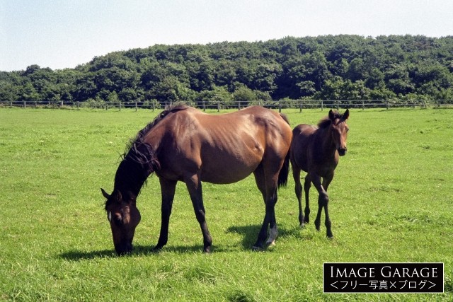 馬の親子 のフリー写真素材 フリー写真素材 イメージガレージ