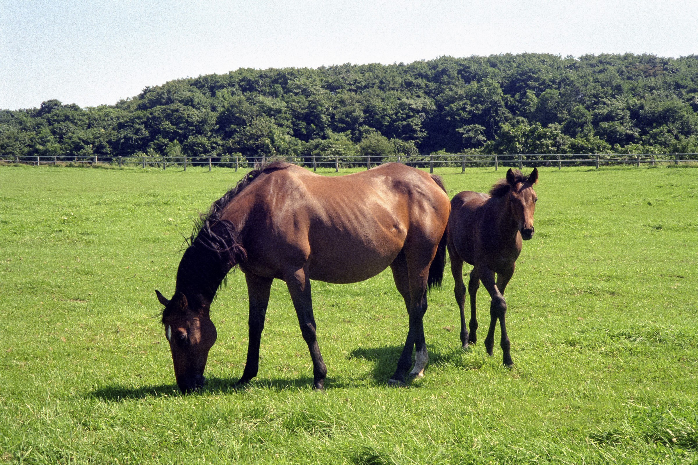 馬の親子 のフリー写真素材のフリー写真素材 イメージガレージ