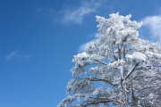 白くなった木・樹氷