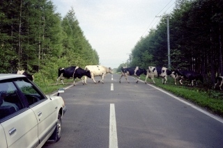 北海道の道路の牛の横断