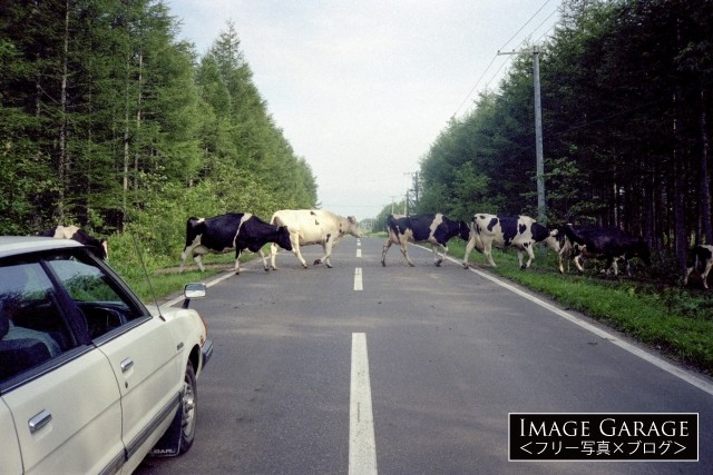 北海道の道路の牛の横断のフリー写真素材（無料）