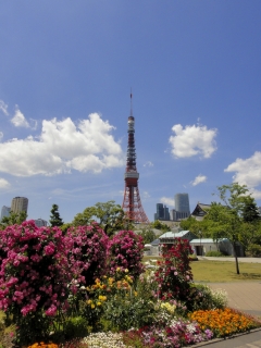 のどかな5月の東京タワー