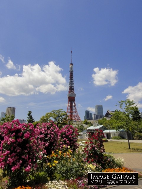 のどかな5月の東京タワーのフリー写真素材（無料）