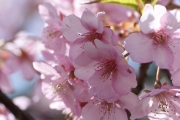 大輪で早咲きの河津桜