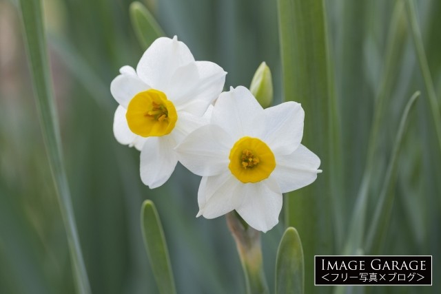 清廉なイメージのスイセンの花のフリー画像（無料写真素材）