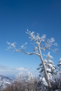 青空に向かって伸びる雪が降りかかった木