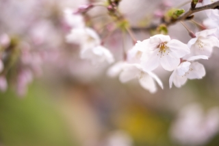 淡いピンク色の桜の花