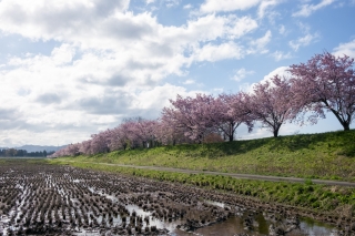 北上市・和賀川沿いの桜並木