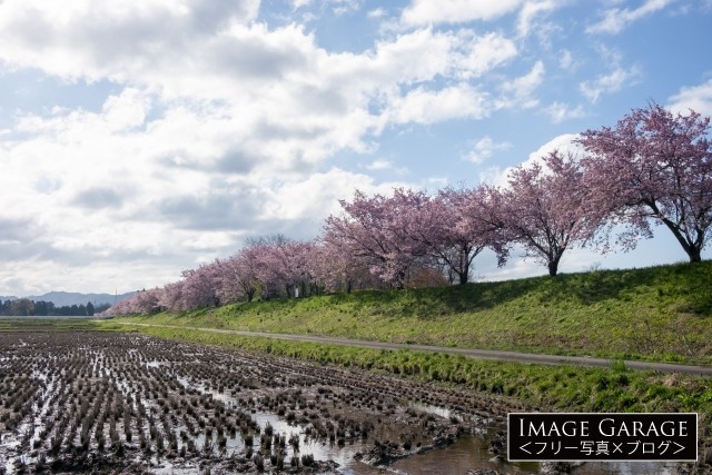 北上市・和賀川沿いの桜並木のフリー画像（無料写真素材）