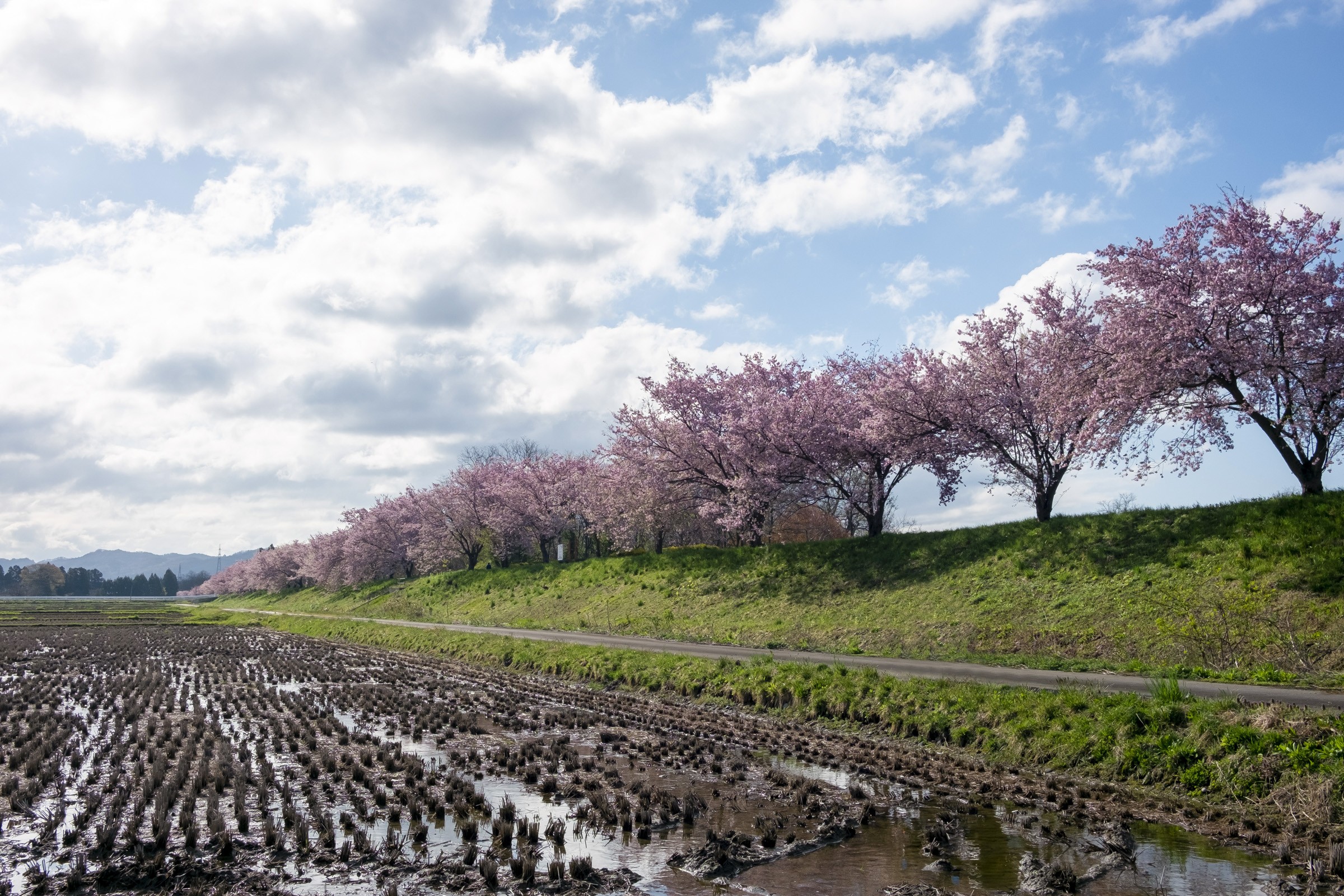 和賀川沿いの桜並木 オモイガワなどが咲き誇る フリー写真有